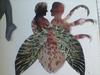 2012 Drawings Bug Amore Collections detail